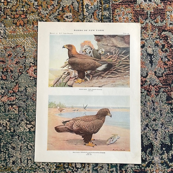 🖤5/$25 Antique Ornithological Bird Print Original Eagle - Picture 12 of 15